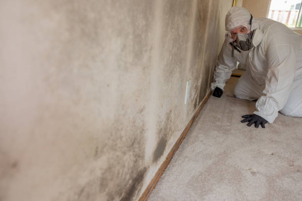 Best Mold Damage Restoration  in Avonmore, PA